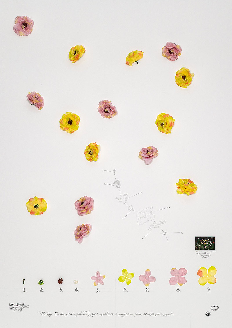 Viaje a Galicia, el arte expedicionario de Alberto Baraya