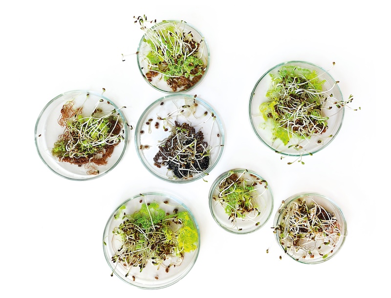 Formas de Habitar. Arte, ciencia y ecología en Efímera