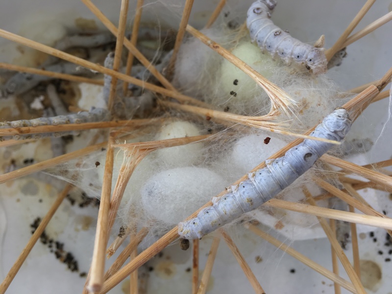 Formas de Habitar. Arte, ciencia y ecología en Efímera