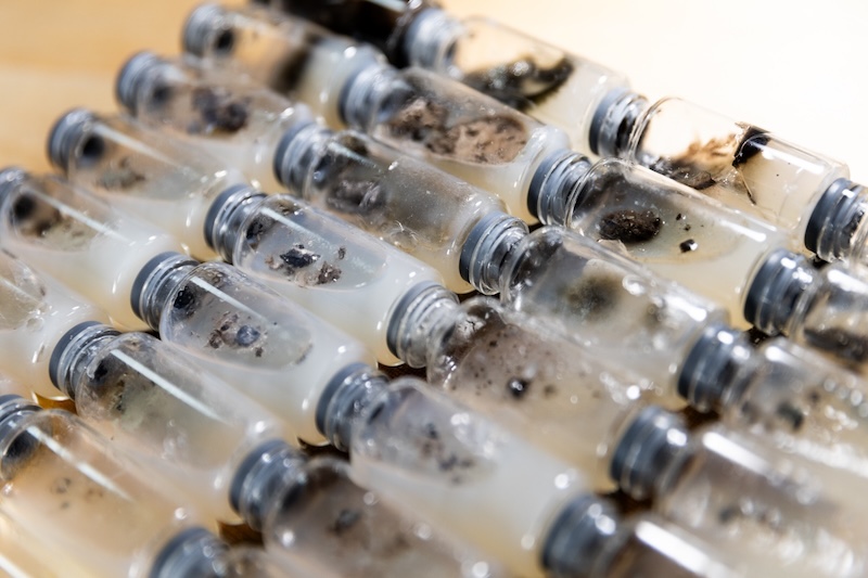 Formas de Habitar. Arte, ciencia y ecología en Efímera