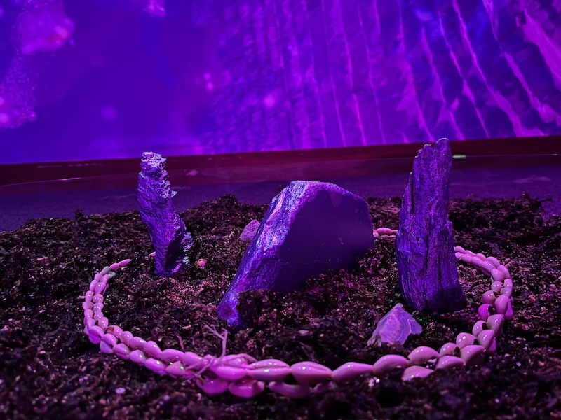 Formas de Habitar. Arte, ciencia y ecología en Efímera