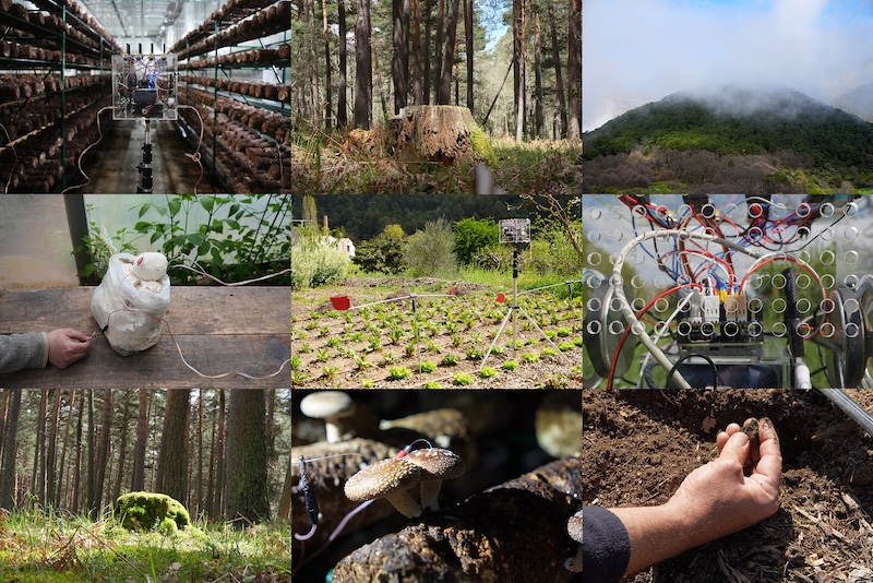 Formas de Habitar. Arte, ciencia y ecología en Efímera