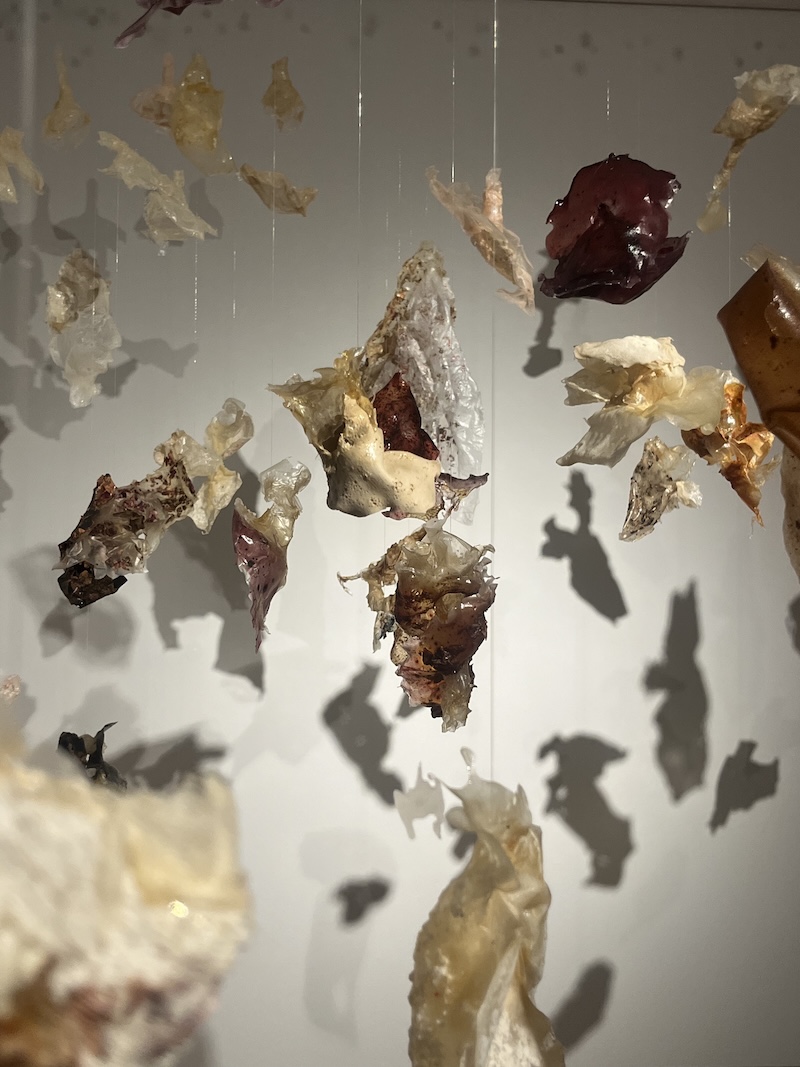 Formas de Habitar. Arte, ciencia y ecología en Efímera