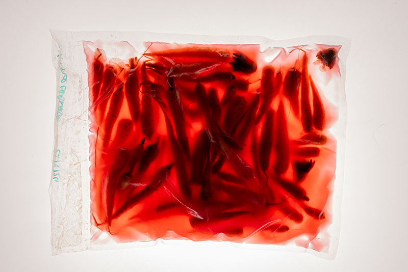 Basque Culinary Center lanza el complejo libro Fermentos