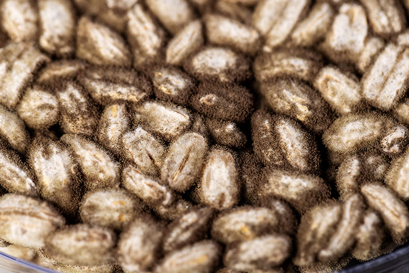 Basque Culinary Center lanza el complejo libro Fermentos