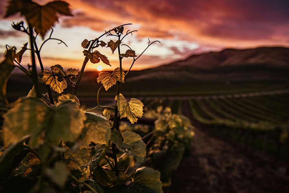Cinco planes en La Rioja para brindar bajo el eclipse