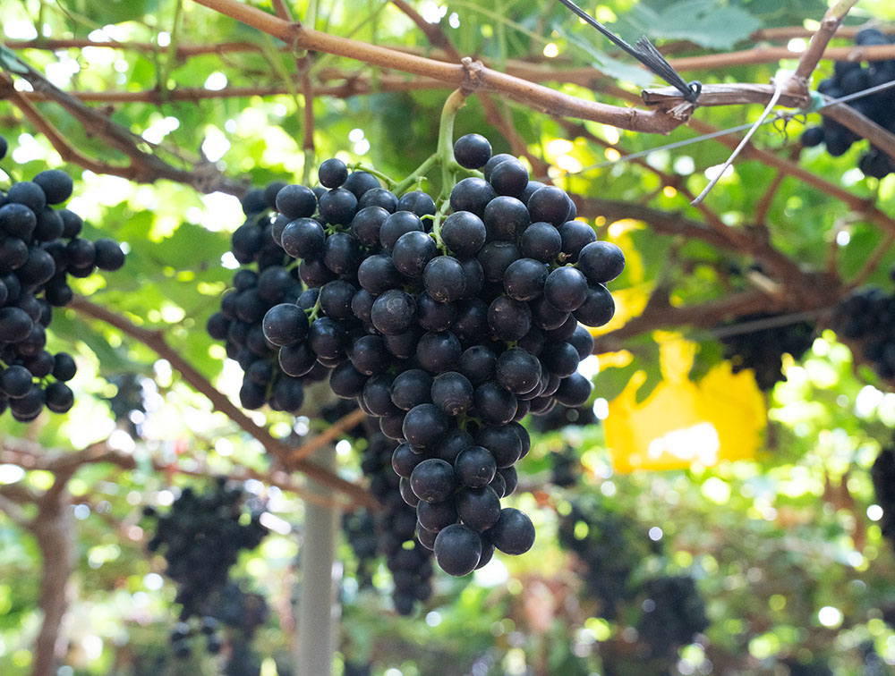 Boombites: la deliciosa uva de pulpa roja que debes probar