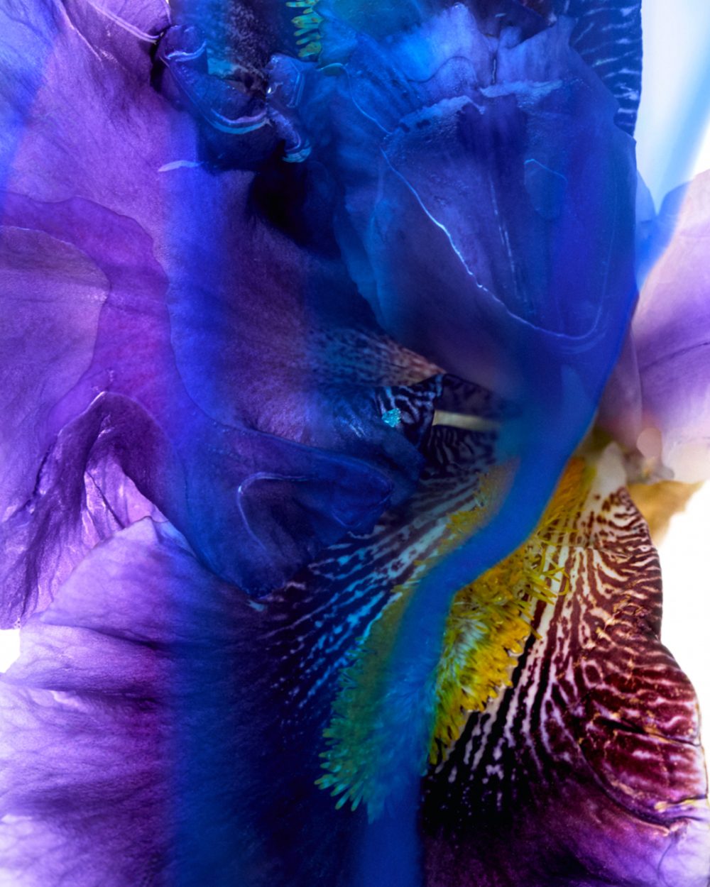 Loewe expande su universo Crafted con nuevos perfumes