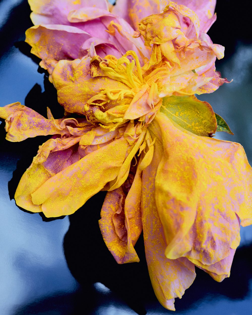 Loewe expande su universo Crafted con nuevos perfumes