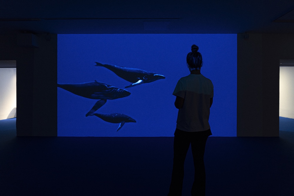TBA21 y Museo Thyssen presentan Cautín de Seba Calfuqueo