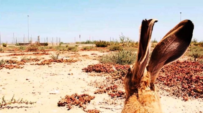 A Cartography of Fantasia