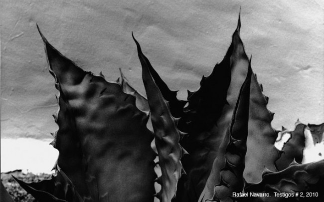 BOTANICA. AFTER HUMBOLDT