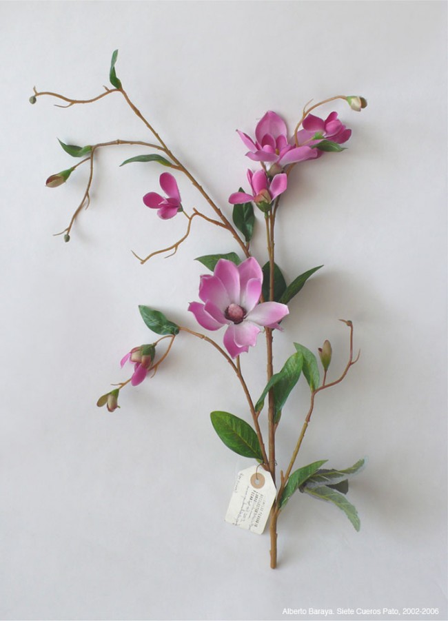 BOTANICA. AFTER HUMBOLDT