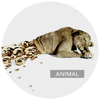 ANIMAL