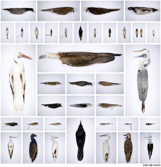 martinez-guerricabeitia-6 10ª BIENAL MARTÍNEZ GUERRICABEITIA