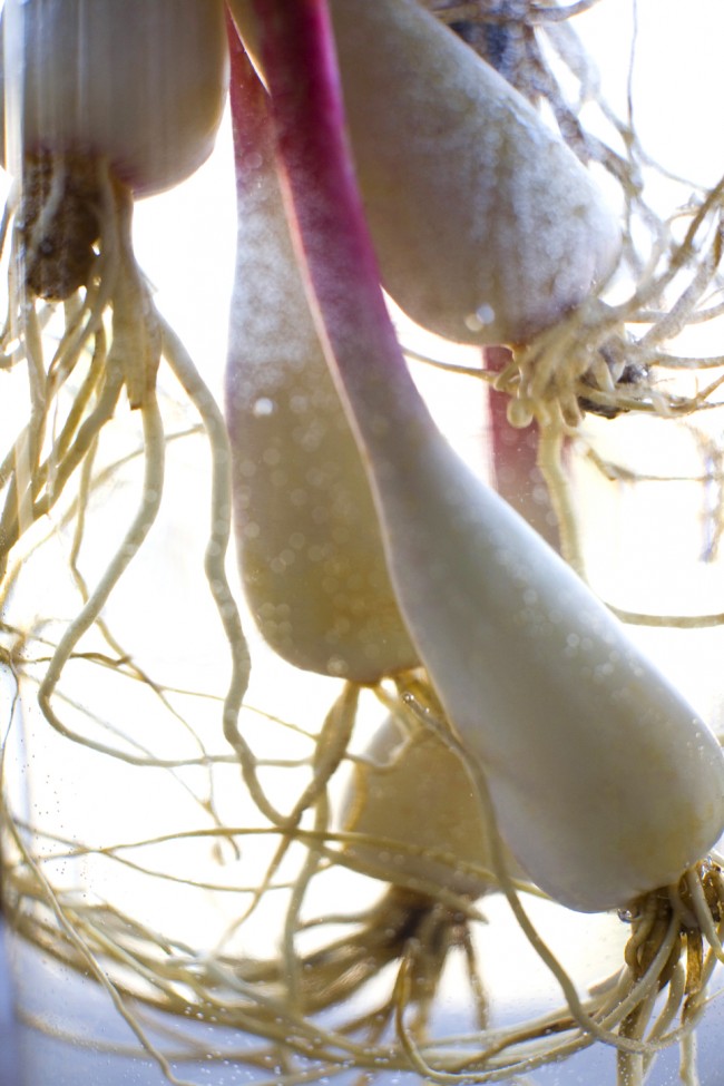 remington_ramps_45161 BLOOMCOOKING (2)